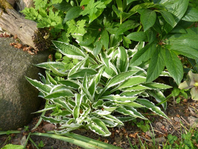 2016-05-21 Hosta 'Hi Ho Silver'.jpg
