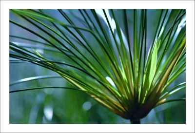 Papyrus_1_24-09-2006.jpg