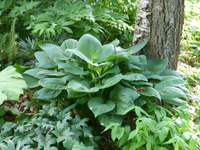 2016-05-21 Hosta 'Hyacynthina'.jpg
