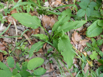 2016-05-21 Hosta kyosumensis.jpg
