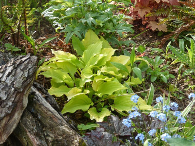 2016-05-21 Hosta longipes 'Aurea'.jpg