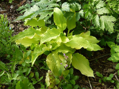 2016-05-21 Hosta 'Marrakech'.jpg