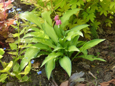 2016-05-21 Hosta 'Pineapple Upsidedown Cake'.jpg
