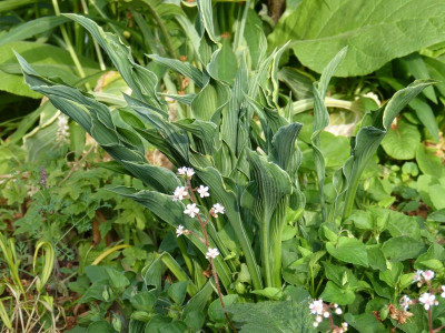 2016-05-21 Hosta 'Praying Hands'.jpg