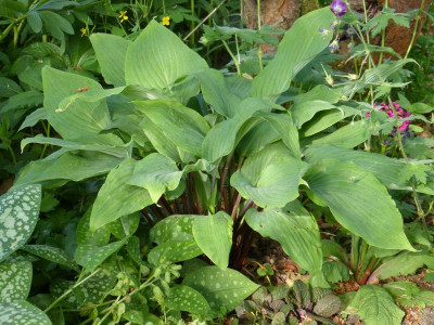 2016-05-21 Hosta 'Red October'.jpg