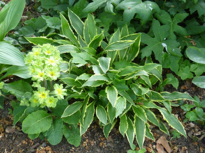 2016-05-21 Hosta 'Stiletto'.jpg