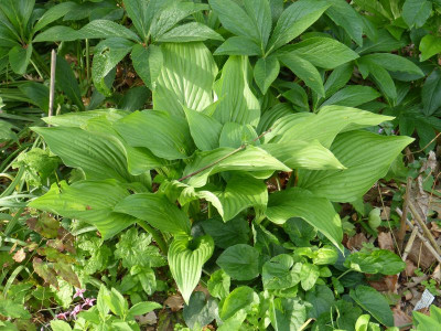 2016-05-21 Hosta 'Tall Boy'.jpg