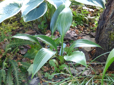 2016-05-21 Hosta tardiflora.jpg