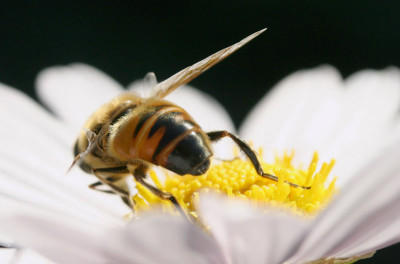 UFO-auf-Chrysanthemum.jpg