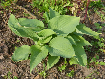2016-05-21 Hosta 'Woge'.jpg