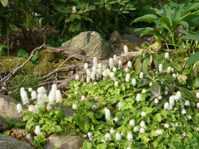 2016-05-21 Tiarella.jpg