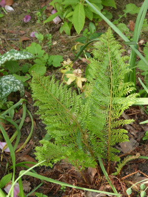 2016-05-21 Farne Polystichum 'Green Lace'.jpg