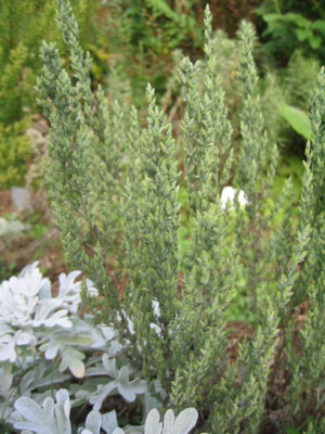 Artemisia_gallica_20060920.jpg