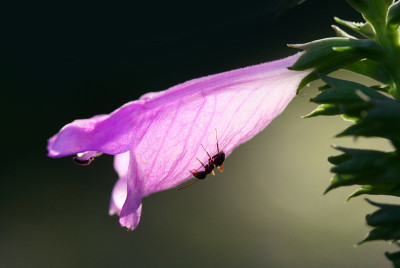 Ameise-auf-Gelenkblume.jpg