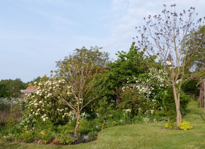 2016-05-21 Garteneinblick 5.jpg
