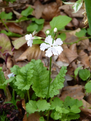 2016-05-21 Primula sieboldii 'Tah Ni'.jpg