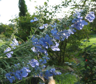 Salvia_azurea_grandiflora_20060920_02.jpg