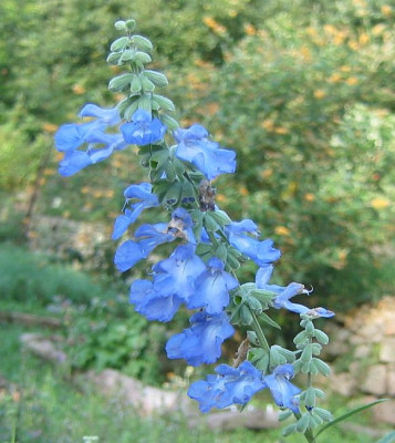 Salvia_azurea_grandiflora_20060920.jpg