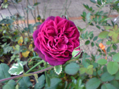 astrid_gr_von_hardenberg_6.JPG