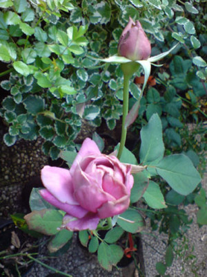 lilac_wunder_1.JPG