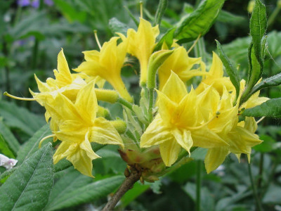 Narcissiflorum (Kopie).jpg