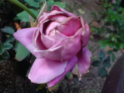lilac_wunder_2.JPG