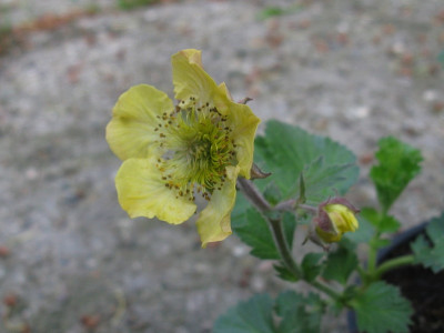 Winzling II (Kopie).jpg