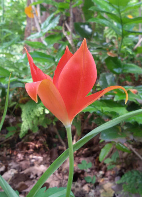 tulispre162.jpg