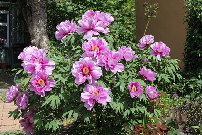 paeonia haustür.JPG