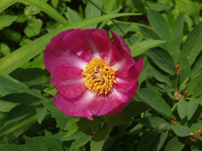 Wildform_Stüb._P1120659.JPG