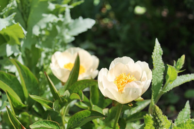 paeonia starlight.JPG