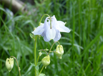 2016-05-21 Aquilegia 1.jpg