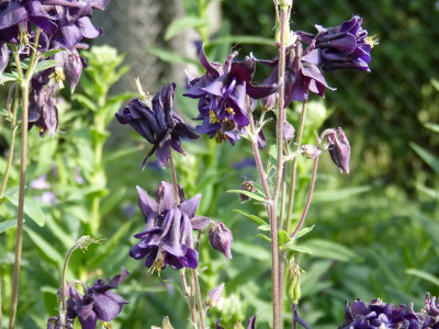 2016-05-21 Aquilegia 2.jpg