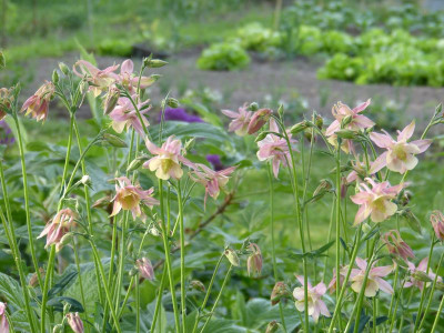 2016-05-21 Aquilegia 3.jpg