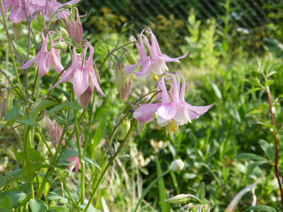 2016-05-21 Aquilegia 4.jpg