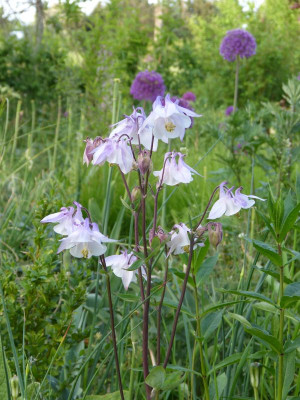 2016-05-21 Aquilegia 5.jpg