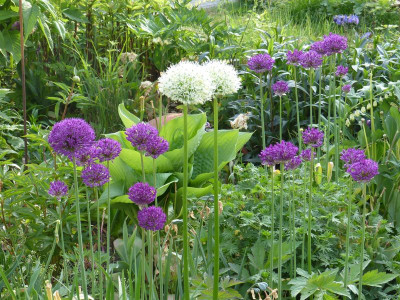 2016-05-21 Gartenimpressionen 1.jpg