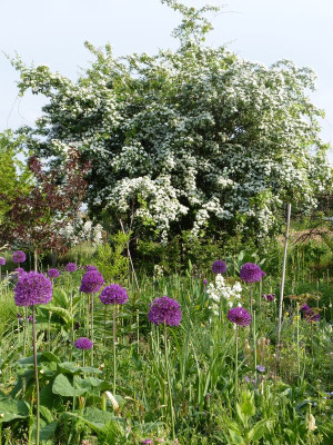 2016-05-21 Gartenimpressionen 2.jpg