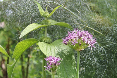 allium violet beauty.JPG