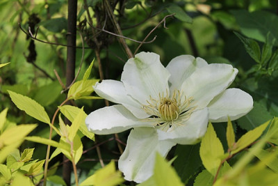 Clematis Guernsey Cream.JPG