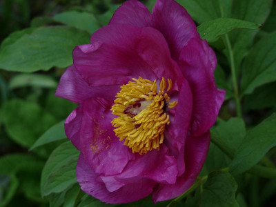 P. mollis_Ga_130.JPG