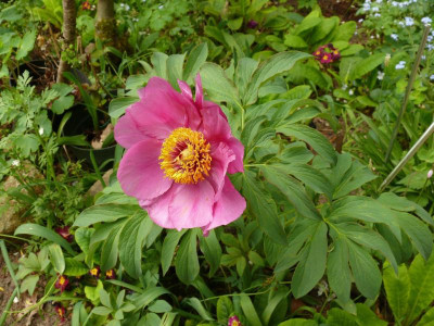 P. mollis_Ga_627.JPG
