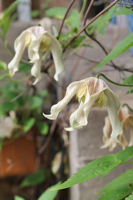 Clematis koreana Pointy1.JPG