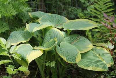 hosta robert frost.JPG