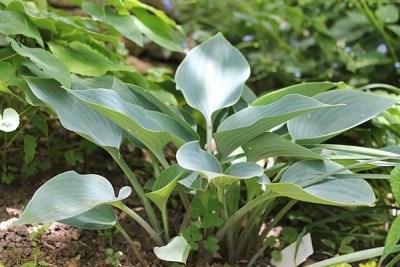 hosta irische see1.JPG