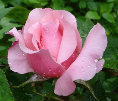 Brother_Cadfael06.jpg