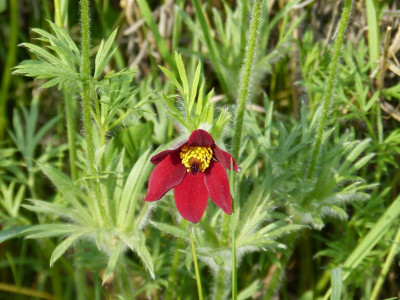 2016-05-21 Pulsatilla.jpg