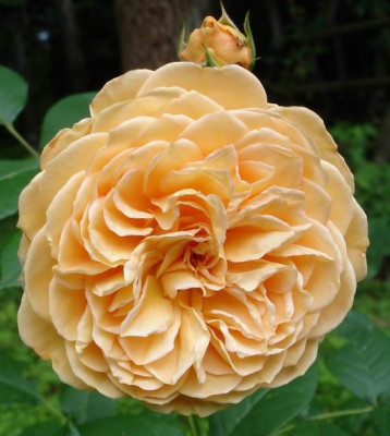 CrownPrincessMargareta06.jpg