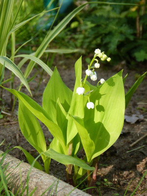 2016-05-21 Convallaria majalis Golden Slippers.jpg