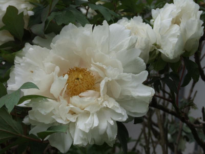 DSCF3022.JPG